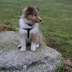 Shetland sheepdog Ayko
