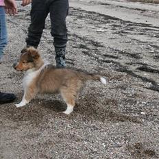 Shetland sheepdog Ayko