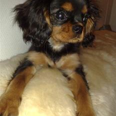 Cavalier king charles spaniel Pultz`s Sofie (Zia) *RIP*