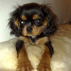 Cavalier king charles spaniel Pultz`s Sofie (Zia) *RIP*