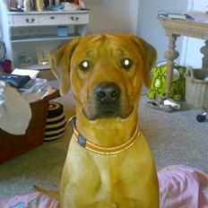 Rhodesian ridgeback Joker <3