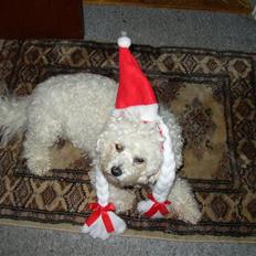 Bichon à poil frisé Malene(Skovfryds Snow) 