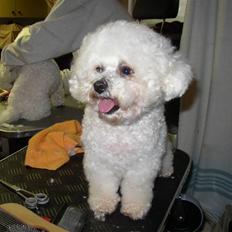 Bichon à poil frisé Malene(Skovfryds Snow) 