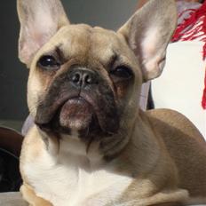 Fransk bulldog Sascha - R.I.P