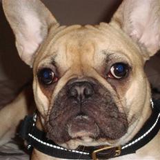 Fransk bulldog Sascha - R.I.P