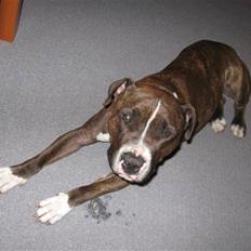 Amerikansk staffordshire terrier Tico