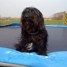 Blanding af racer Nunu