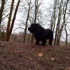 Blanding af racer Nunu