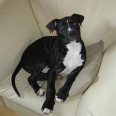 Amerikansk staffordshire terrier Ghost R.I.P