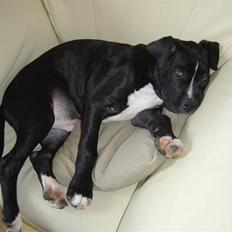 Amerikansk staffordshire terrier Ghost R.I.P