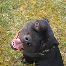 Staffordshire bull terrier All-Embracing "Sille"