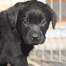 Labrador retriever Chief (Cody's A Man) * DØD *