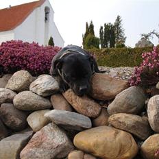 Staffordshire bull terrier All-Embracing "Sille"