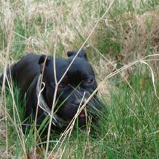 Staffordshire bull terrier All-Embracing "Sille"