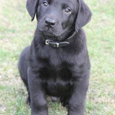 Labrador retriever Chief (Cody's A Man) * DØD *