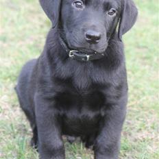 Labrador retriever Chief (Cody's A Man) * DØD *