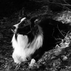 Border collie Luske (tidligere Lucca)