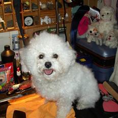 Bichon à poil frisé Mette