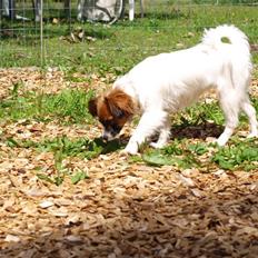 Phalene bella  *Chéri*