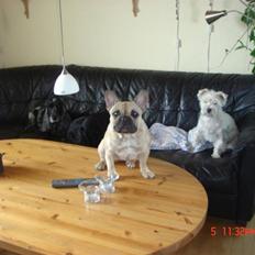 Fransk bulldog Coco Chanel.