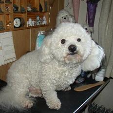 Bichon à poil frisé Malue