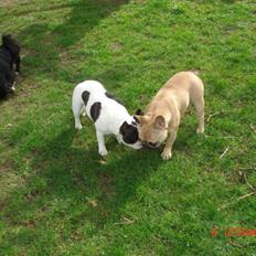 Fransk bulldog Coco Chanel.