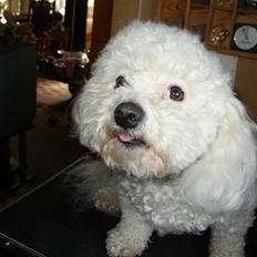 Bichon à poil frisé Malue