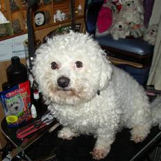 Bichon à poil frisé Malue
