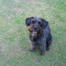 Blanding af racer Sorte<3