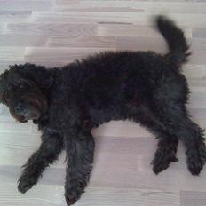 Blanding af racer Sorte<3