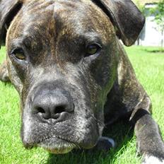 Amerikansk bulldog Obelix