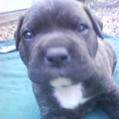 Amerikansk bulldog Obelix