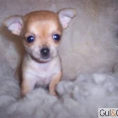 Chihuahua Carla