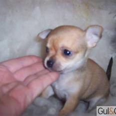 Chihuahua Carla