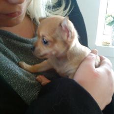 Chihuahua Carla