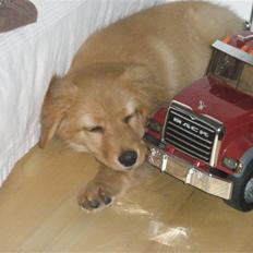 Hovawart Fenja de Ville