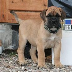 Bullmastiff Carlo