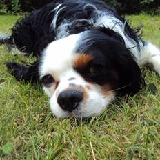 Cavalier king charles spaniel Albert 