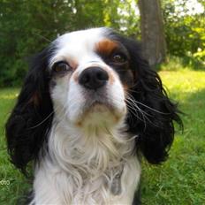 Cavalier king charles spaniel Albert 