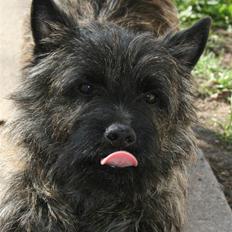 Cairn terrier Cairn-Bechgaard`s Loke