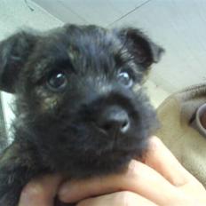 Cairn terrier Cairn-Bechgaard`s Loke