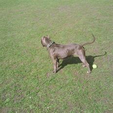 Amerikansk staffordshire terrier Speedy *R.I.P*<3