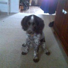 Kleiner münsterländer Diva