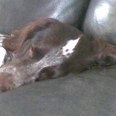 Kleiner münsterländer Diva