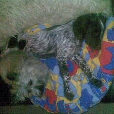 Kleiner münsterländer Diva