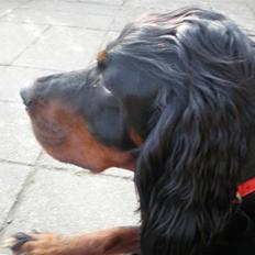 Gordon setter Bella