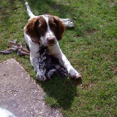 Engelsk springer spaniel maya
