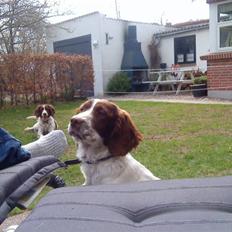 Engelsk springer spaniel maya
