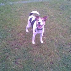 Jack russell terrier | Ubjergs Asterix 