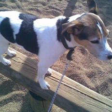 Jack russell terrier | Ubjergs Asterix 